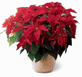 Red Poinsettia Basket (Large) from Lagana Florist in Middletown, CT